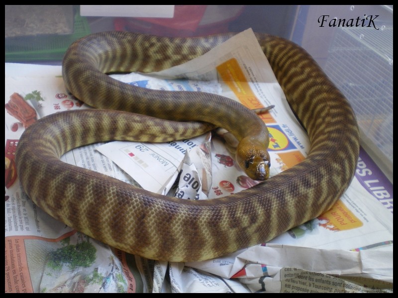 male woma