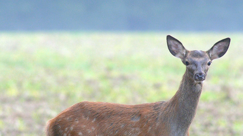 Brame : gros plans, et en compagnie de sangliers...