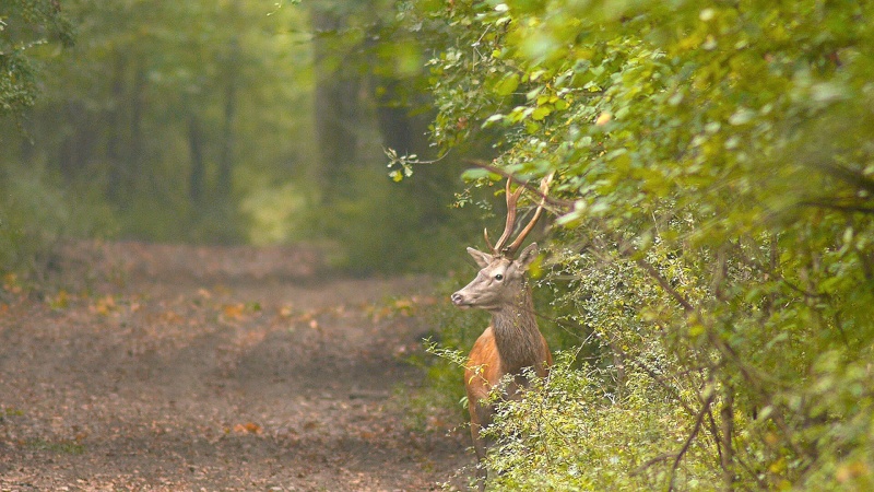 Fin du brame avec un retour en foret...