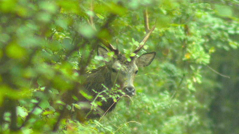 Fin du brame avec un retour en foret...