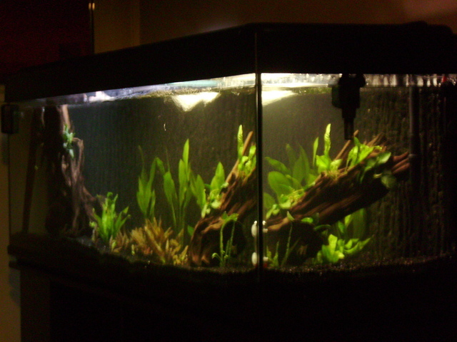 Aquarium de 600 litres pour piranha