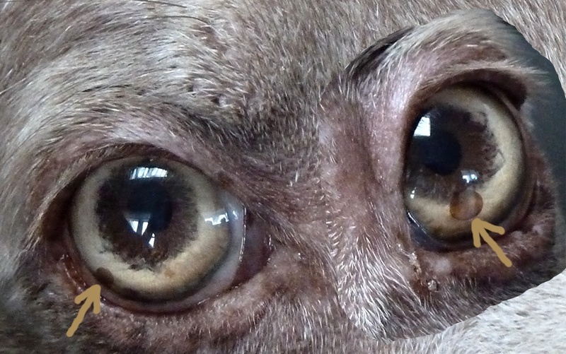 Brauner Fleck Im Auge Hund braauner Fleck im Auge? (Gesundheit, Augen