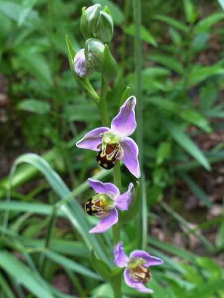 ophrys12.jpg