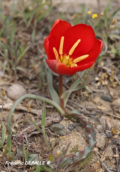 tulipa13.jpg