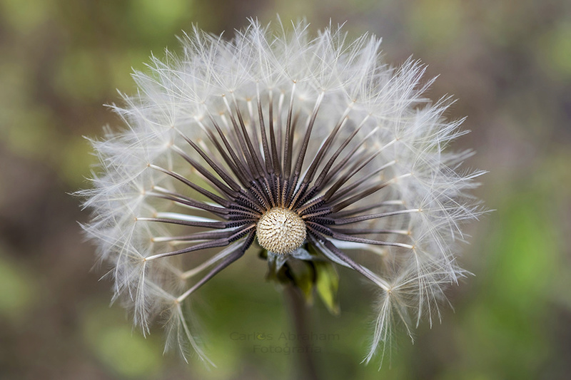 Varias florecillas