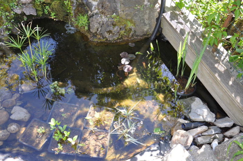 nouveau bassin, problème avec la filtration - Forum Aquajardin - Bassin  koï, mare, étang