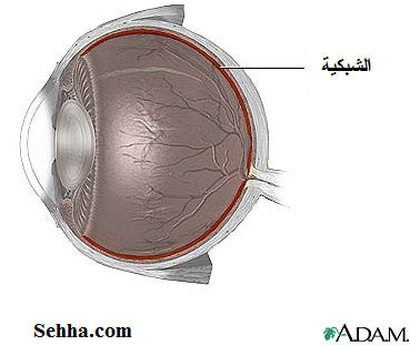 retina10.jpg