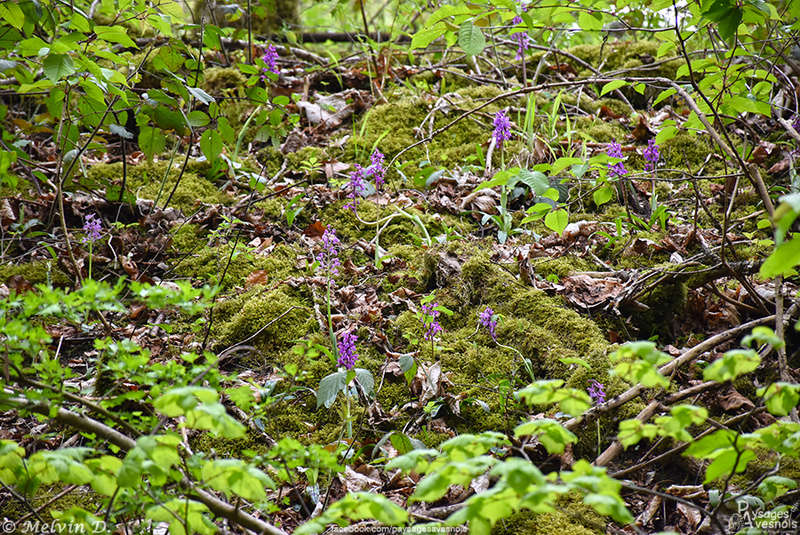 Image hébergée par servimg.com