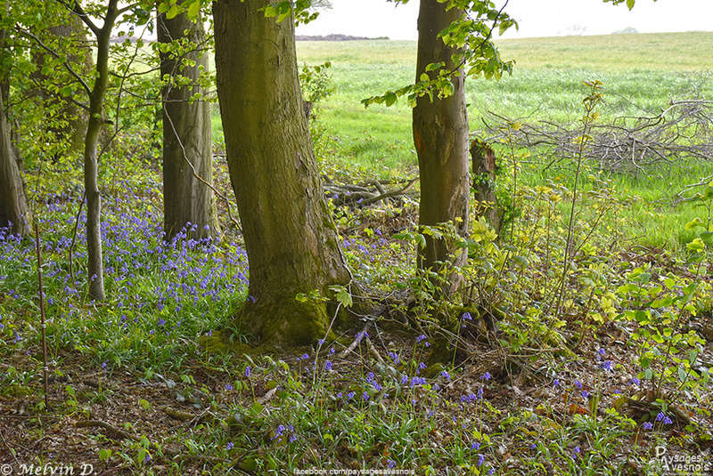 Image hébergée par servimg.com