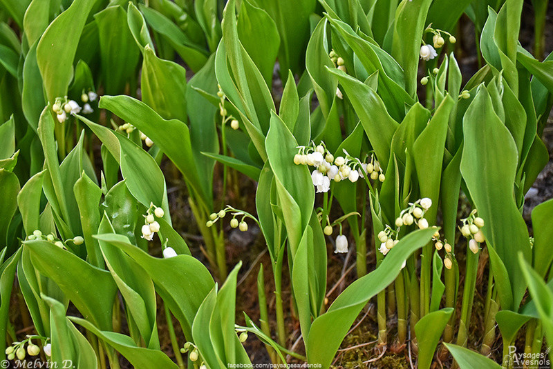Image hébergée par servimg.com