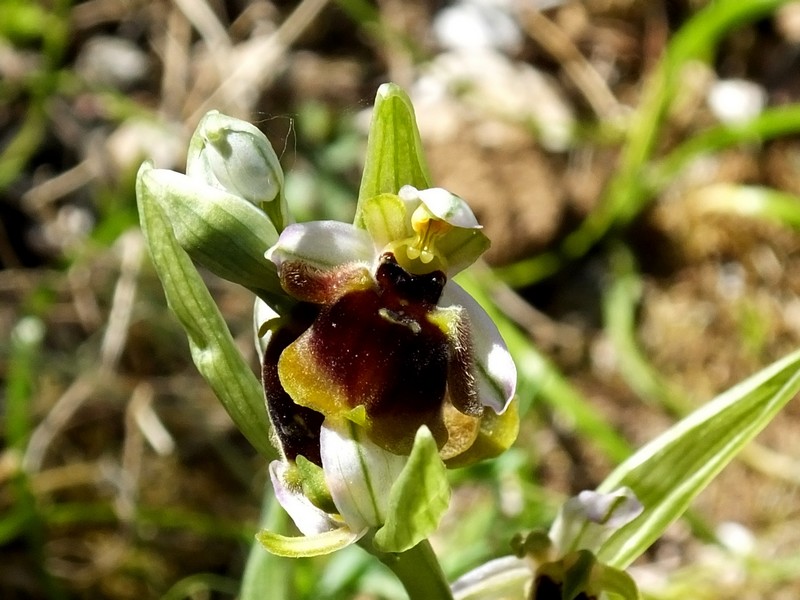 ophrys13.jpg