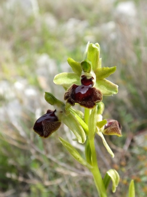 ophrys14.jpg