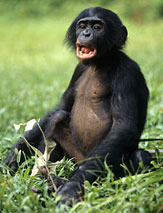 bonobo10.jpg