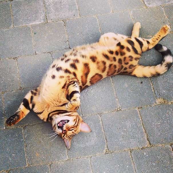 Ce Chat Est Certainement Le Plus Beau Chat Du Monde Nos Amis Les Animaux