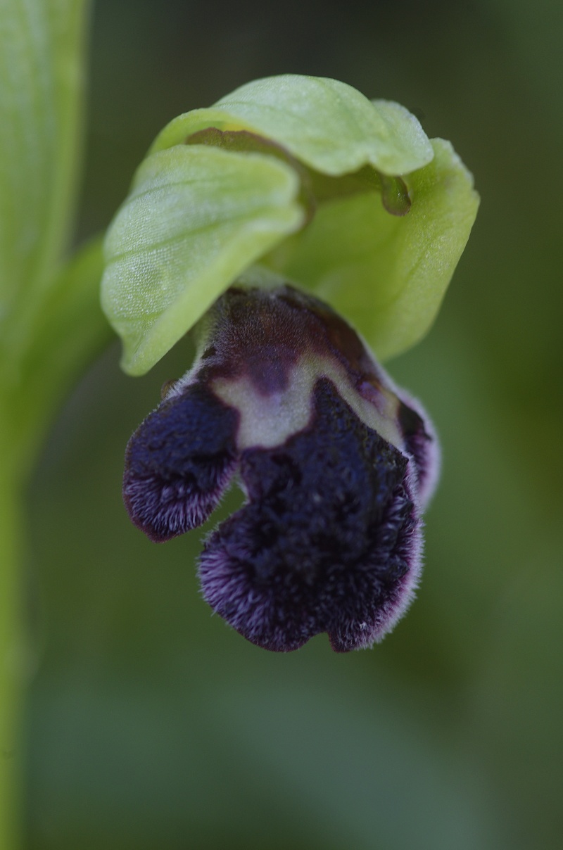 ophrys11.jpg