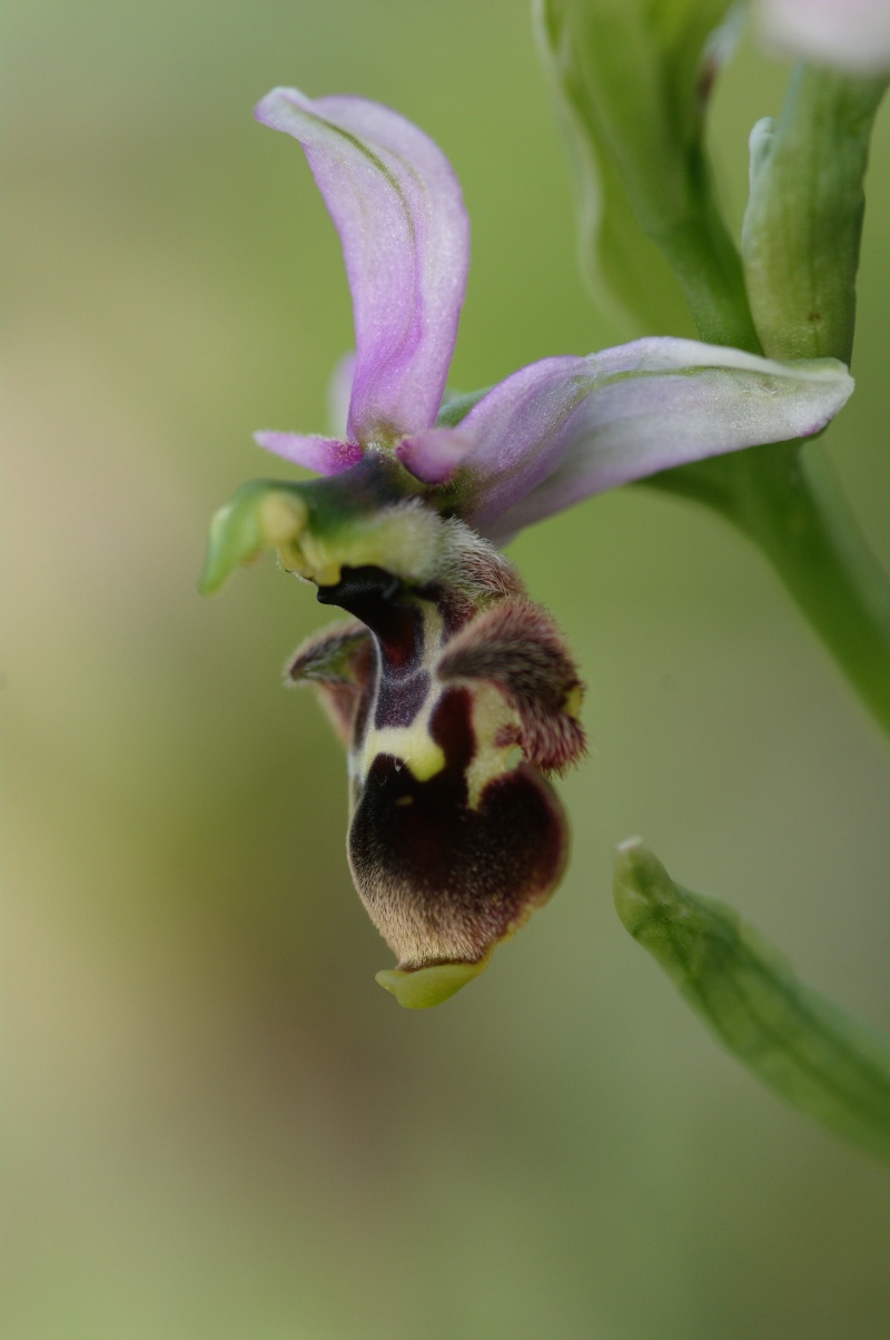 ophrys35.jpg