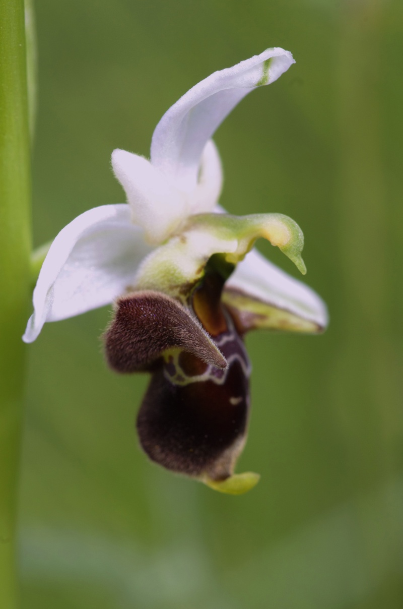 ophrys55.jpg