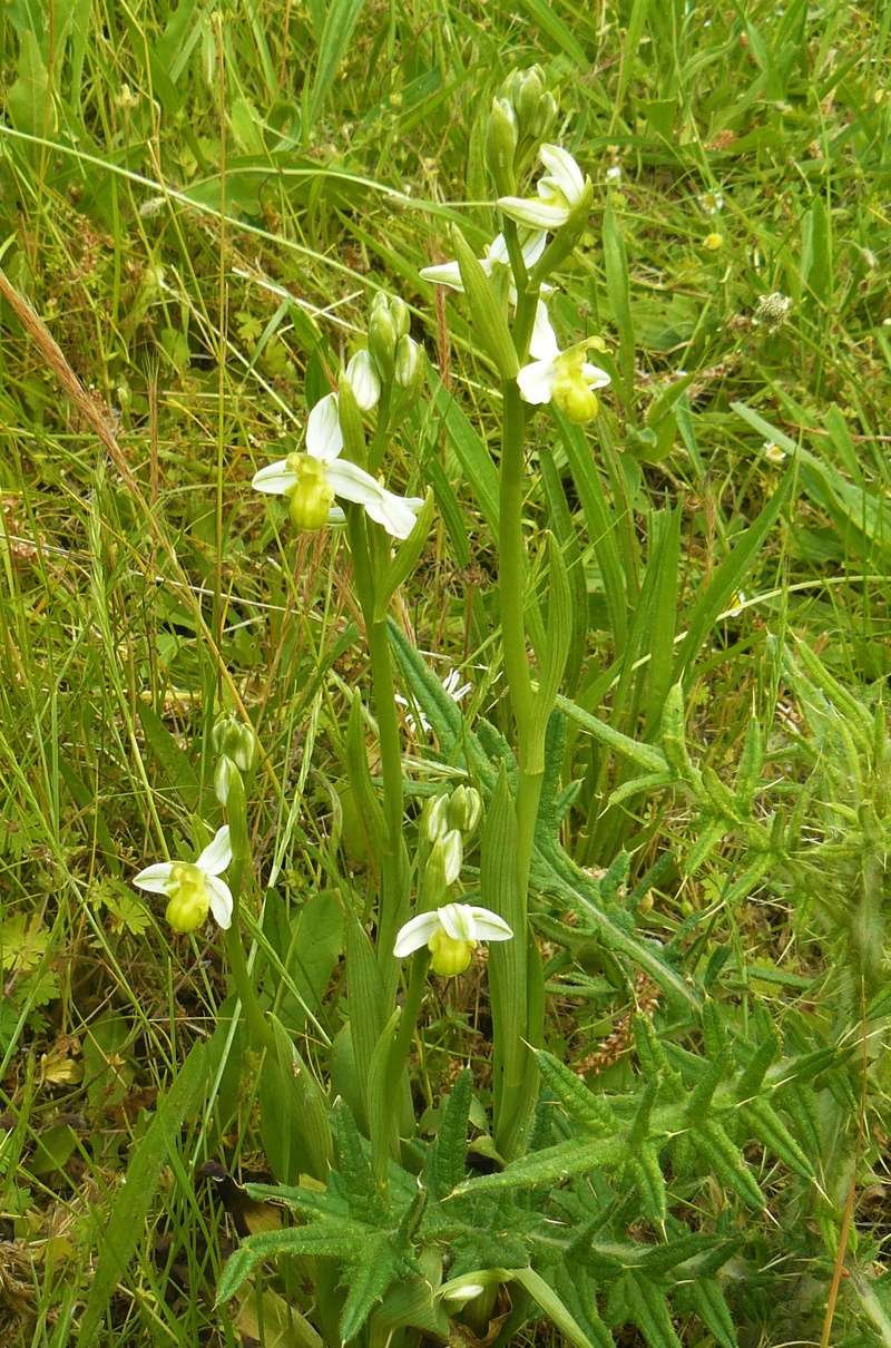 ophrys11.jpg