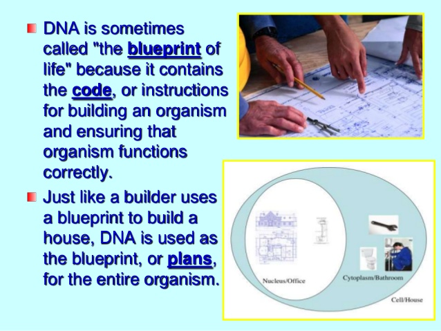 dna_bl10.jpg