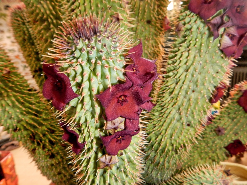 hoodia11.jpg