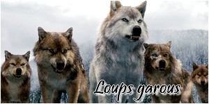 loups_12.jpg