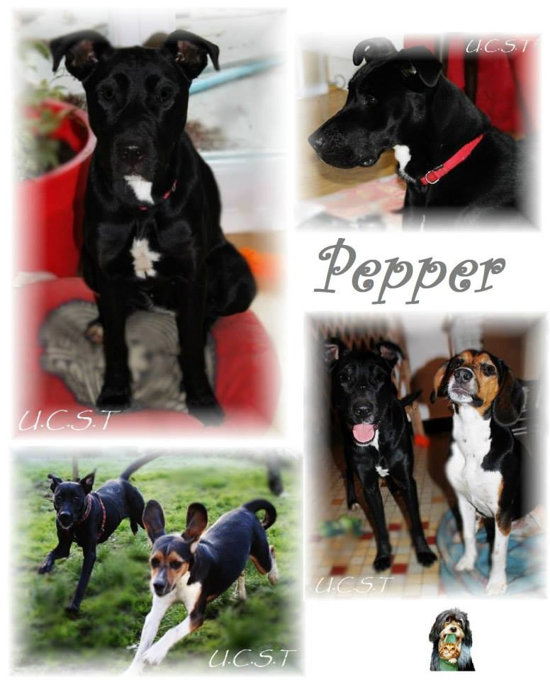 pepper10.jpg