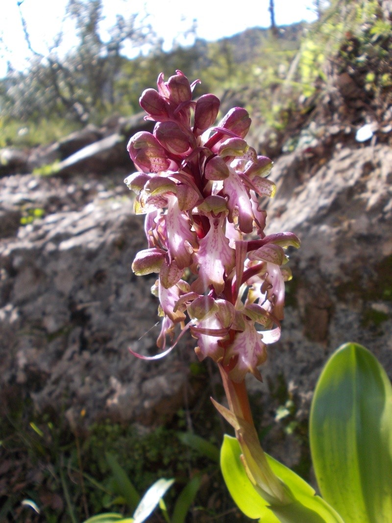 dscn0812.jpg