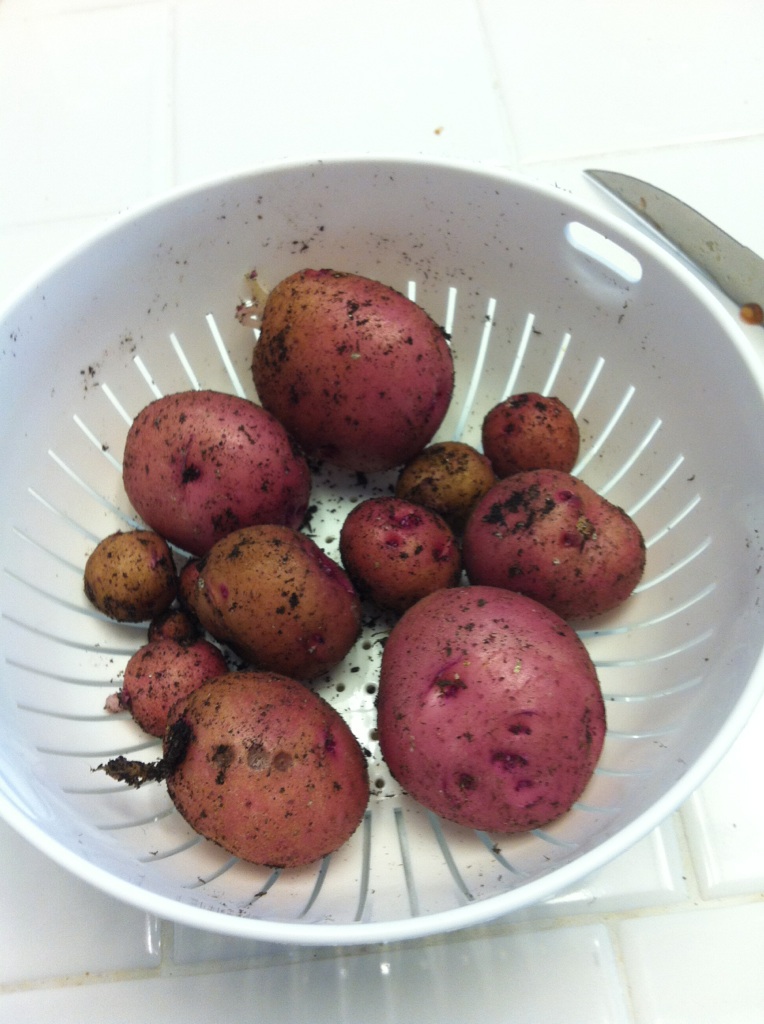 potato14.jpg
