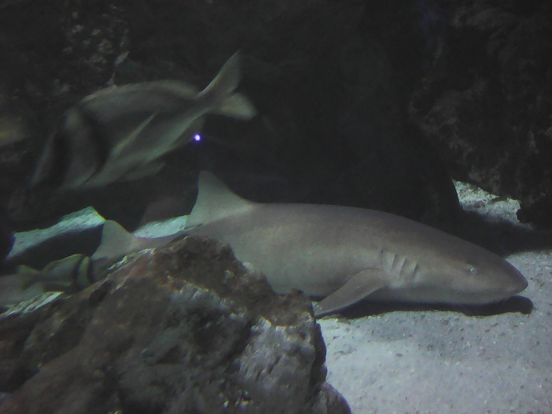 requin11.jpg