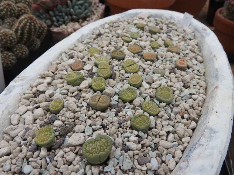 lithop20.jpg