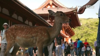 japan_12.jpg
