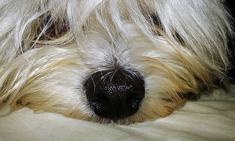 Slika