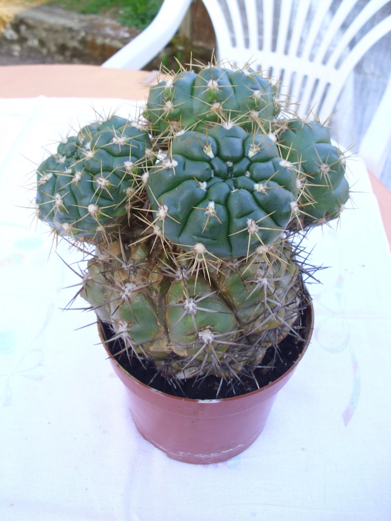 kaktus11.jpg