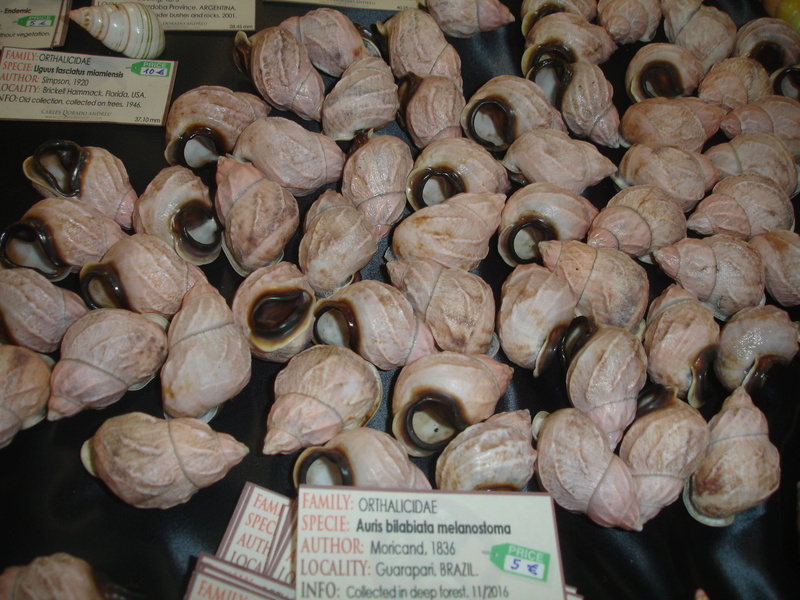 Rencontres internationales du coquillage 2016