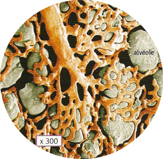 alveol12.jpg