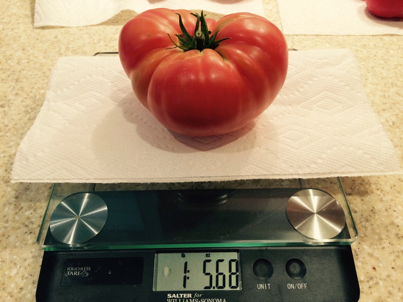 tomato28.jpg