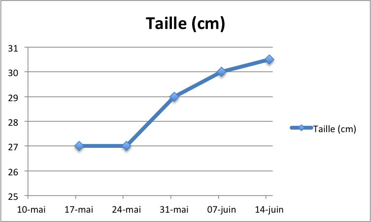 taille11.png